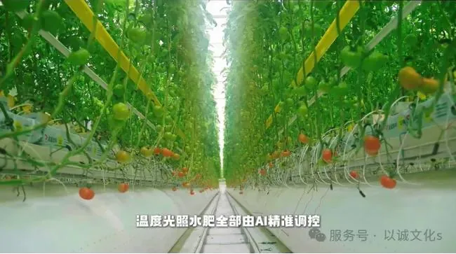 凯盛浩丰智慧农业基地 配图4